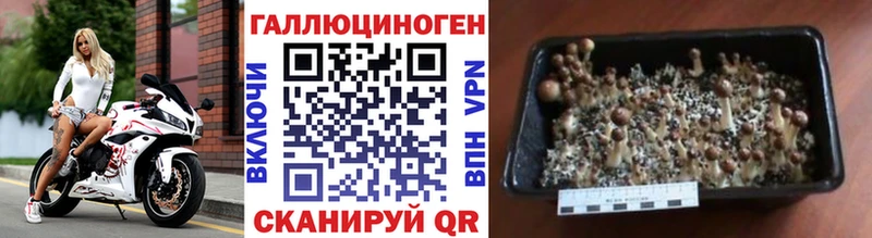 Купить закладки  Жигулёвск  Псилоцибиновые грибы мицелий 